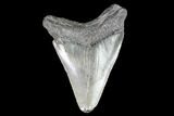 Juvenile Megalodon Tooth - Georgia #101324-1
